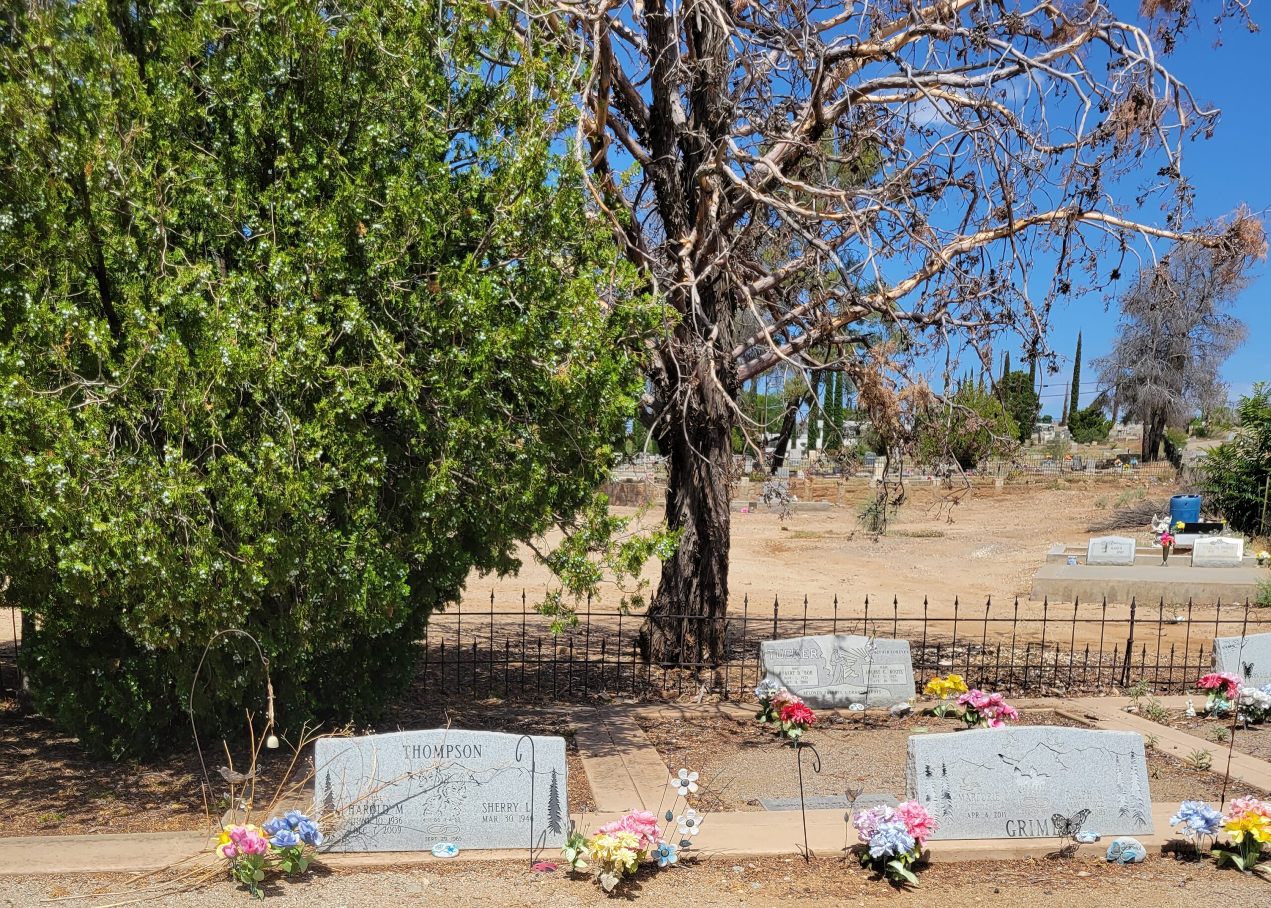 Some of the graves Some of the graves